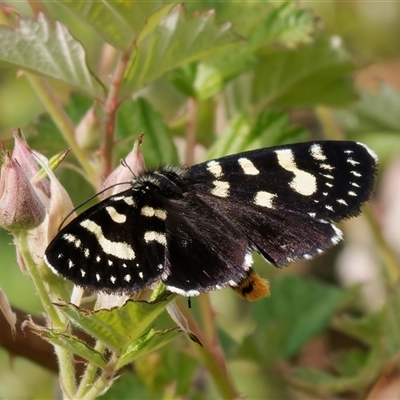 Phalaenoides tristifica (Willow-herb Day-moth) at Tharwa, ACT - 9 Nov 2024 by RomanSoroka