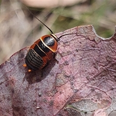 Ellipsidion australe (Austral Ellipsidion cockroach) at Bonner, ACT - 10 Nov 2024 by Kelly123456