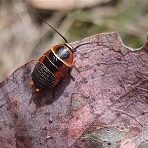 Ellipsidion australe at Bonner, ACT - 10 Nov 2024