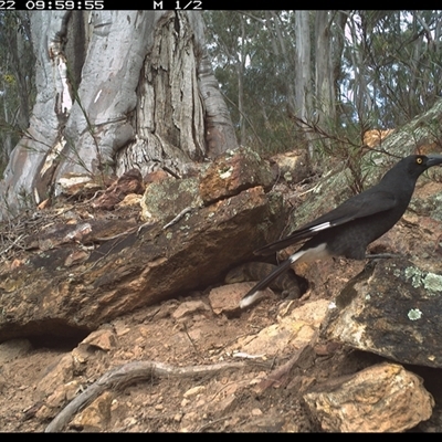 Tiliqua scincoides scincoides (Eastern Blue-tongue) at Campbell, ACT - 21 Aug 2024 by DonFletcher