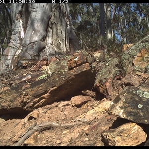 Tiliqua rugosa at Campbell, ACT - 1 Sep 2024 11:08 AM