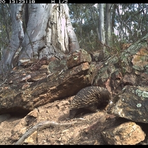 Tachyglossus aculeatus at Campbell, ACT - 20 Aug 2024 01:23 PM