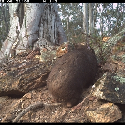 Vombatus ursinus (Common wombat, Bare-nosed Wombat) at Campbell, ACT - 27 Sep 2024 by DonFletcher