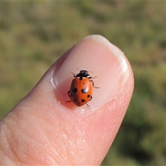 Hippodamia variegata (Spotted Amber Ladybird) at Barton, ACT - 3 Nov 2024 by MichaelBedingfield