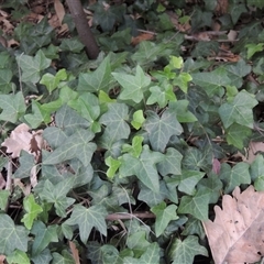 Hedera sp. (helix or hibernica) (Ivy) at Barton, ACT - 3 Nov 2024 by MichaelBedingfield