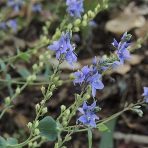 Veronica perfoliata at Barton, ACT - 3 Nov 2024