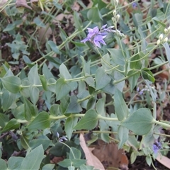 Veronica perfoliata at Barton, ACT - 3 Nov 2024