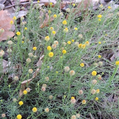 Calotis lappulacea (Yellow Burr Daisy) at Barton, ACT - 3 Nov 2024 by MichaelBedingfield