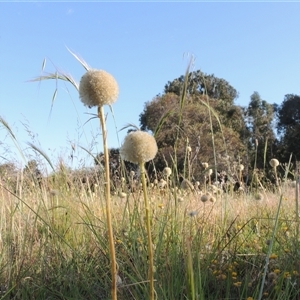 Craspedia variabilis at Barton, ACT - 3 Nov 2024