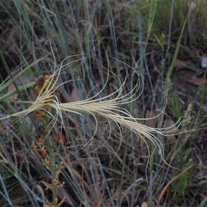 Anthosachne scabra at Barton, ACT - 3 Nov 2024