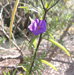 Solanum linearifolium at Barton, ACT - 3 Nov 2024