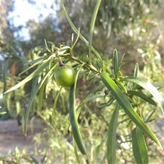 Solanum linearifolium at Barton, ACT - 3 Nov 2024