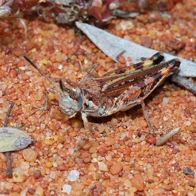 Unidentified Grasshopper (several families) at Acton, ACT - 10 Nov 2024 by TimL