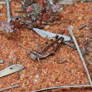 Urnisa guttulosa at Acton, ACT - 10 Nov 2024 11:34 AM