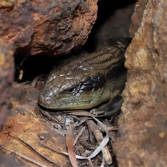 Tiliqua scincoides scincoides (Eastern Blue-tongue) at Acton, ACT - 10 Nov 2024 by TimL