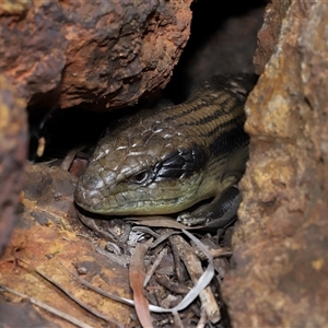 Tiliqua scincoides scincoides at Acton, ACT - 10 Nov 2024