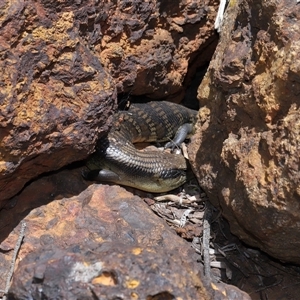 Tiliqua scincoides scincoides at Acton, ACT - 10 Nov 2024