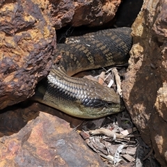 Tiliqua scincoides scincoides at Acton, ACT - 10 Nov 2024