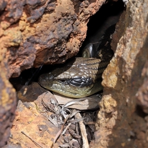 Tiliqua scincoides scincoides at Acton, ACT - 10 Nov 2024