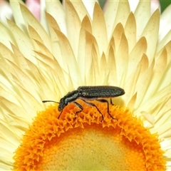 Eleale aspera (Clerid beetle) at Acton, ACT - 10 Nov 2024 by TimL