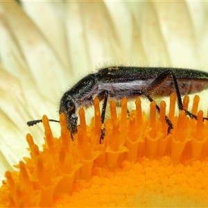 Eleale aspera at Acton, ACT - 10 Nov 2024 10:32 AM