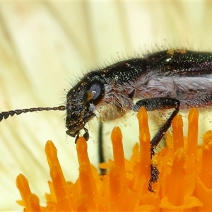 Eleale aspera at Acton, ACT - 10 Nov 2024 10:32 AM