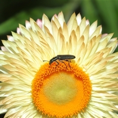 Eleale aspera at Acton, ACT - 10 Nov 2024 10:32 AM