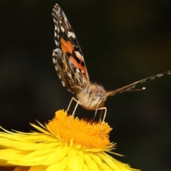 Vanessa kershawi (Australian Painted Lady) at Acton, ACT - 9 Nov 2024 by TimL