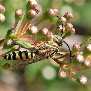 Unidentified Flower wasp (Scoliidae or Tiphiidae) at West Wodonga, VIC by KylieWaldon