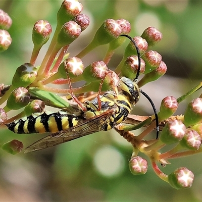 Elidothynnus mellius (Large Yellow Flower Wasp) at West Wodonga, VIC - 10 Nov 2024 by KylieWaldon