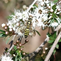 Elidothynnus mellius at West Wodonga, VIC - 10 Nov 2024 08:58 AM