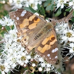 Vanessa kershawi (Australian Painted Lady) at West Wodonga, VIC - 10 Nov 2024 by KylieWaldon