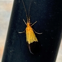 Anisocentropus bicoloratus (A caddis fly) at Burradoo, NSW by GlossyGal