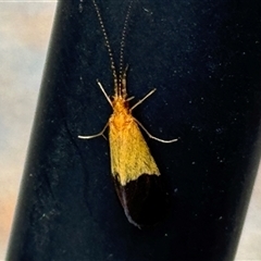 Lecithoceridae (family) at Burradoo, NSW - 3 Nov 2024 by GlossyGal