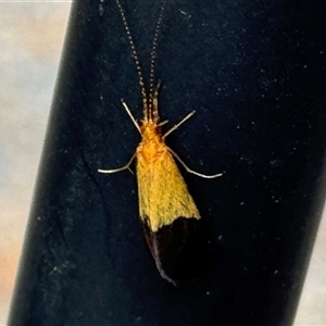 Anisocentropus bicoloratus at suppressed - suppressed