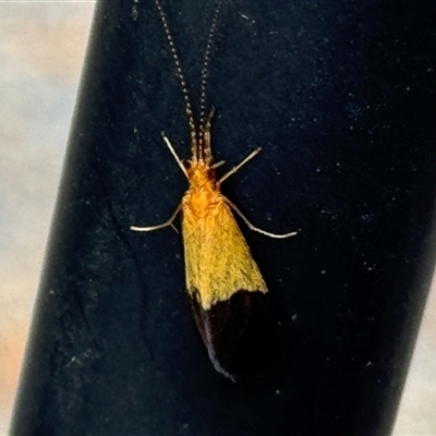 Lecithoceridae (family) at Burradoo, NSW - 3 Nov 2024 by GlossyGal