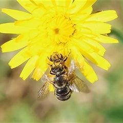 Lasioglossum (Chilalictus) sp. (genus & subgenus) at West Wodonga, VIC - 10 Nov 2024 by KylieWaldon