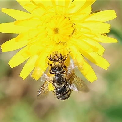 Lasioglossum (Chilalictus) sp. (genus & subgenus) at West Wodonga, VIC - 10 Nov 2024 by KylieWaldon