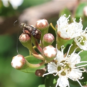 Nemophora sparsella at West Wodonga, VIC by KylieWaldon