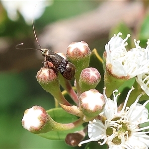 Nemophora sparsella at West Wodonga, VIC - 10 Nov 2024 09:04 AM