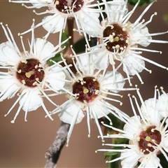 Kunzea ericoides at West Wodonga, VIC - 9 Nov 2024 by KylieWaldon