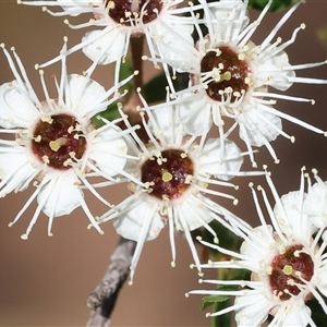 Kunzea ericoides at West Wodonga, VIC by KylieWaldon