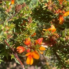 Pultenaea subspicata (Low Bush-pea) at Yass River, NSW - 26 Oct 2024 by JaneR