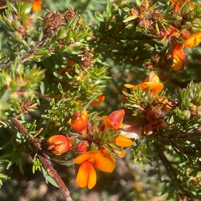 Pultenaea subspicata (Low Bush-pea) at Yass River, NSW - 26 Oct 2024 by JaneR