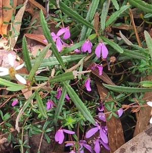 Tetratheca bauerifolia at Rendezvous Creek, ACT - 10 Nov 2024