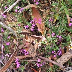 Tetratheca bauerifolia at Rendezvous Creek, ACT - 10 Nov 2024 02:52 PM