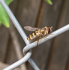 Eupeodes (Macrosyrphus) confrater (Hover fly) at Theodore, ACT - 7 Nov 2024 by Cardy