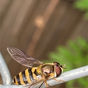 Eupeodes (Macrosyrphus) confrater at suppressed - 8 Nov 2024