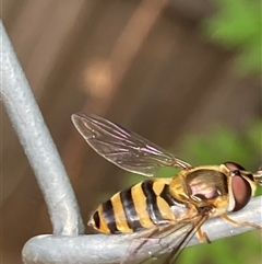 Eupeodes (Macrosyrphus) confrater at suppressed - 8 Nov 2024