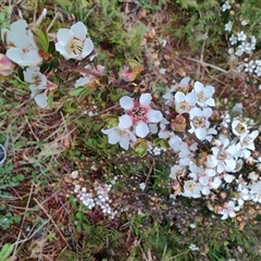 Leptospermum scoparium (Tea Tree) at West Coast, TAS - 10 Nov 2024 by LyndalT